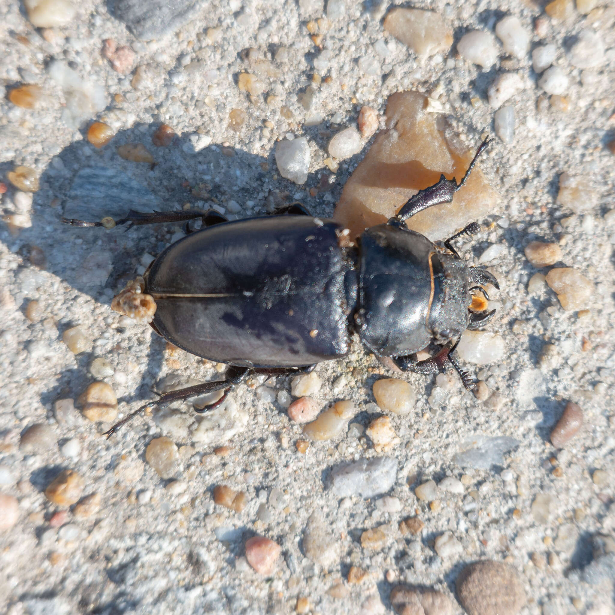 Image of Stag beetle