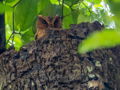 Image of Indian Scops Owl