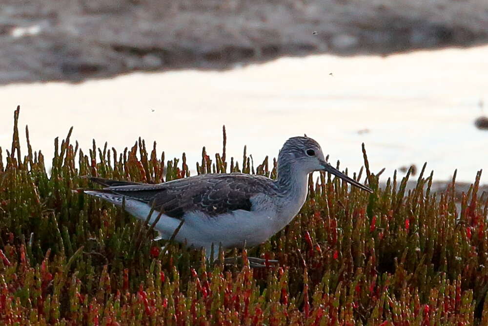 Image of Common Greenshank