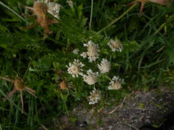 Oenanthe silaifolia Bieb. resmi