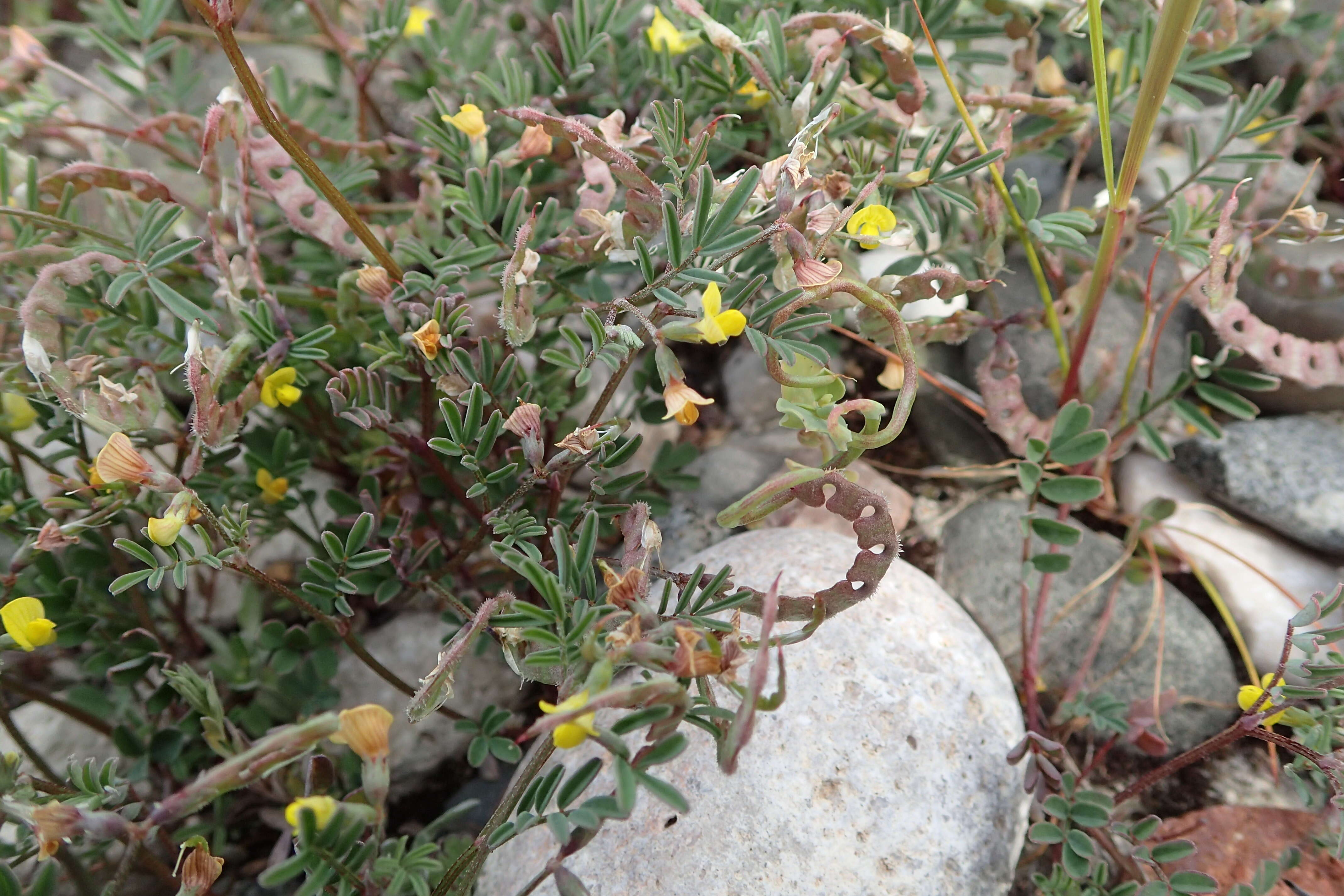 Image of Hippocrepis ciliata Willd.