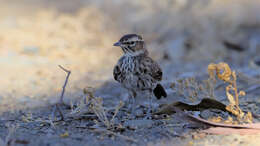 Image of Karoo Lark