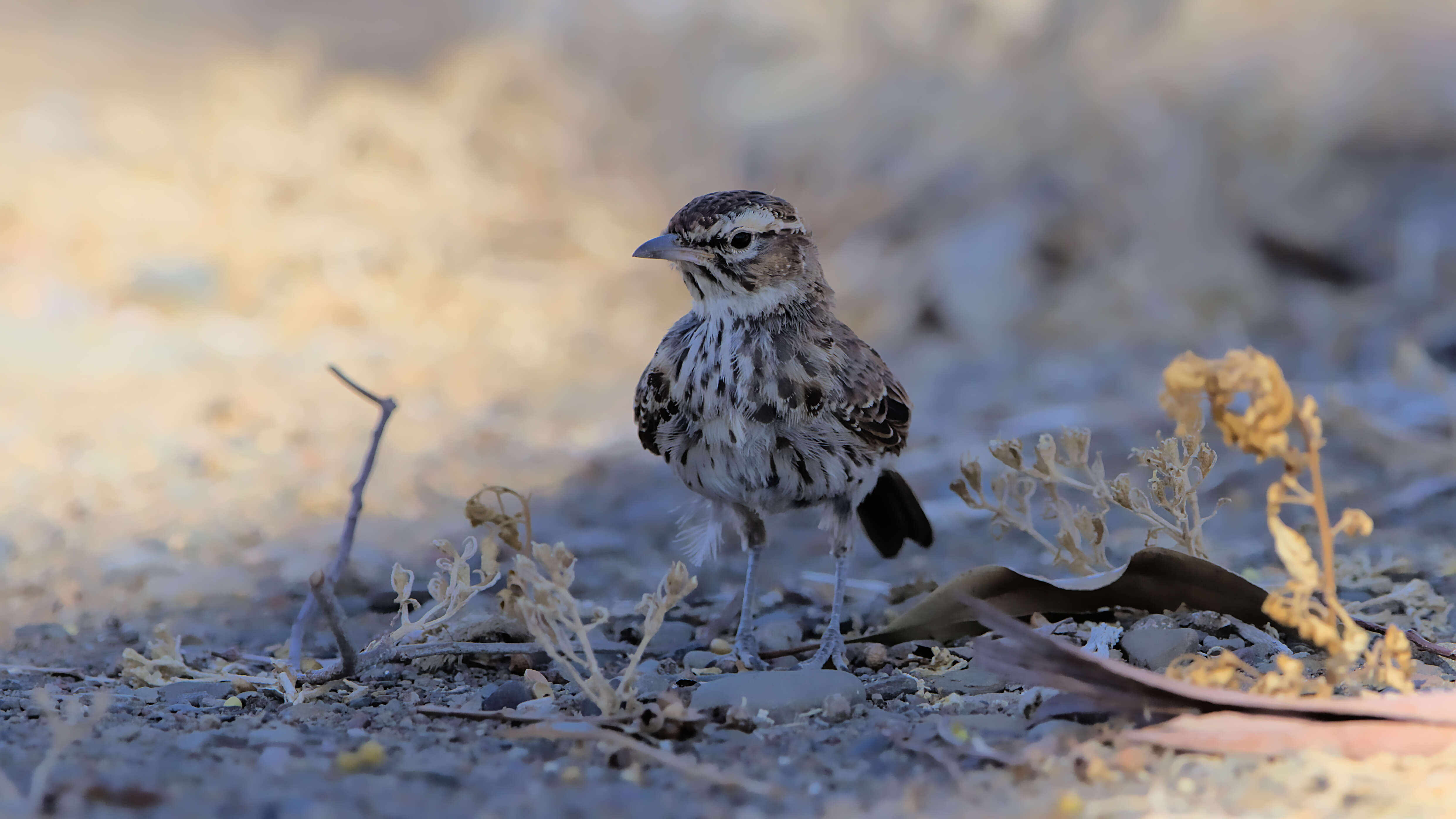 Image of Karoo Lark