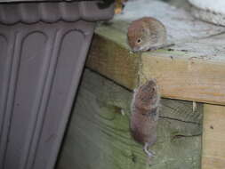 Image of Revillagigedo Island Red-backed Vole