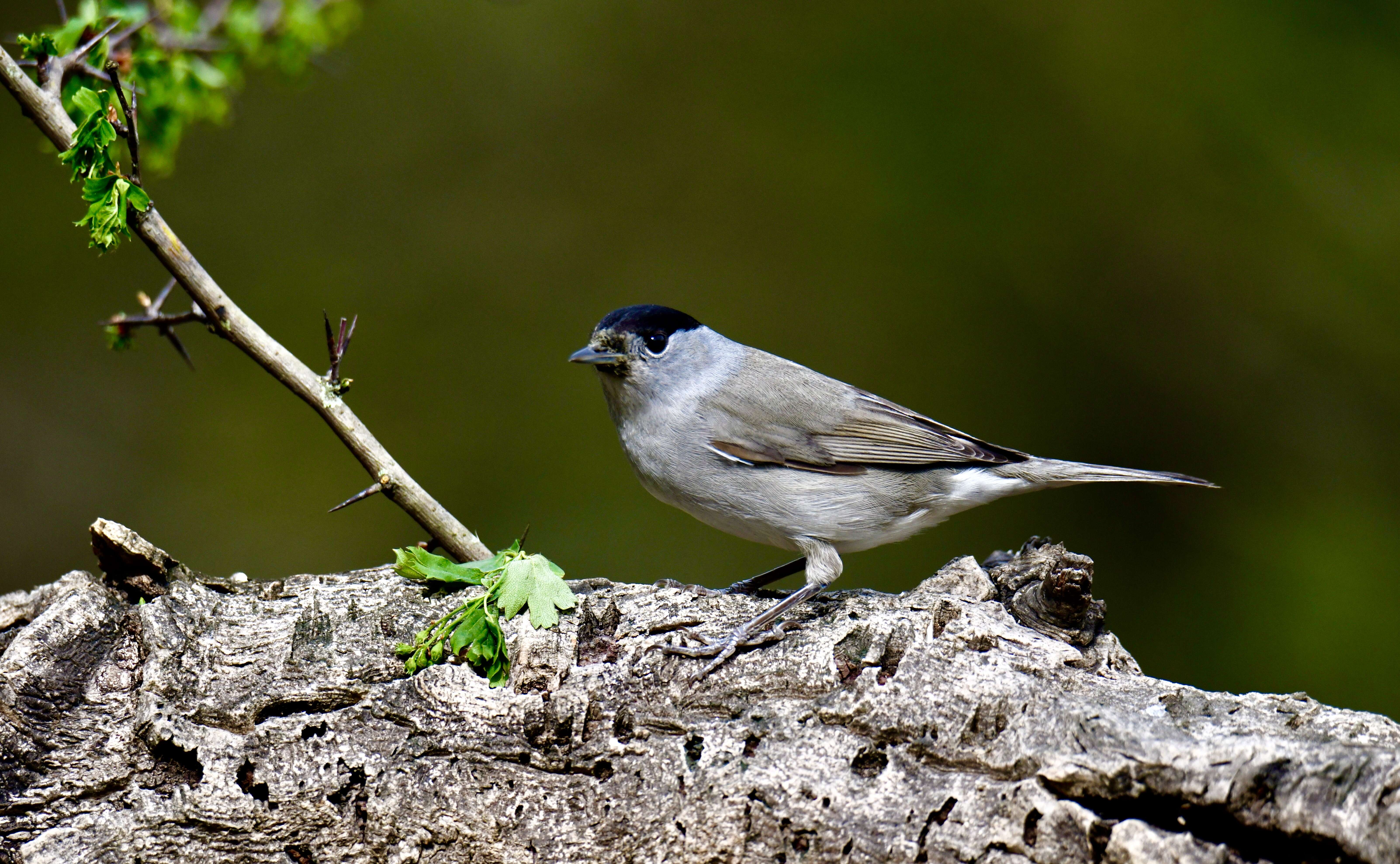 Imagem de Sylvia atricapilla (Linnaeus 1758)