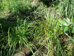 Image of Cyperus Sedge