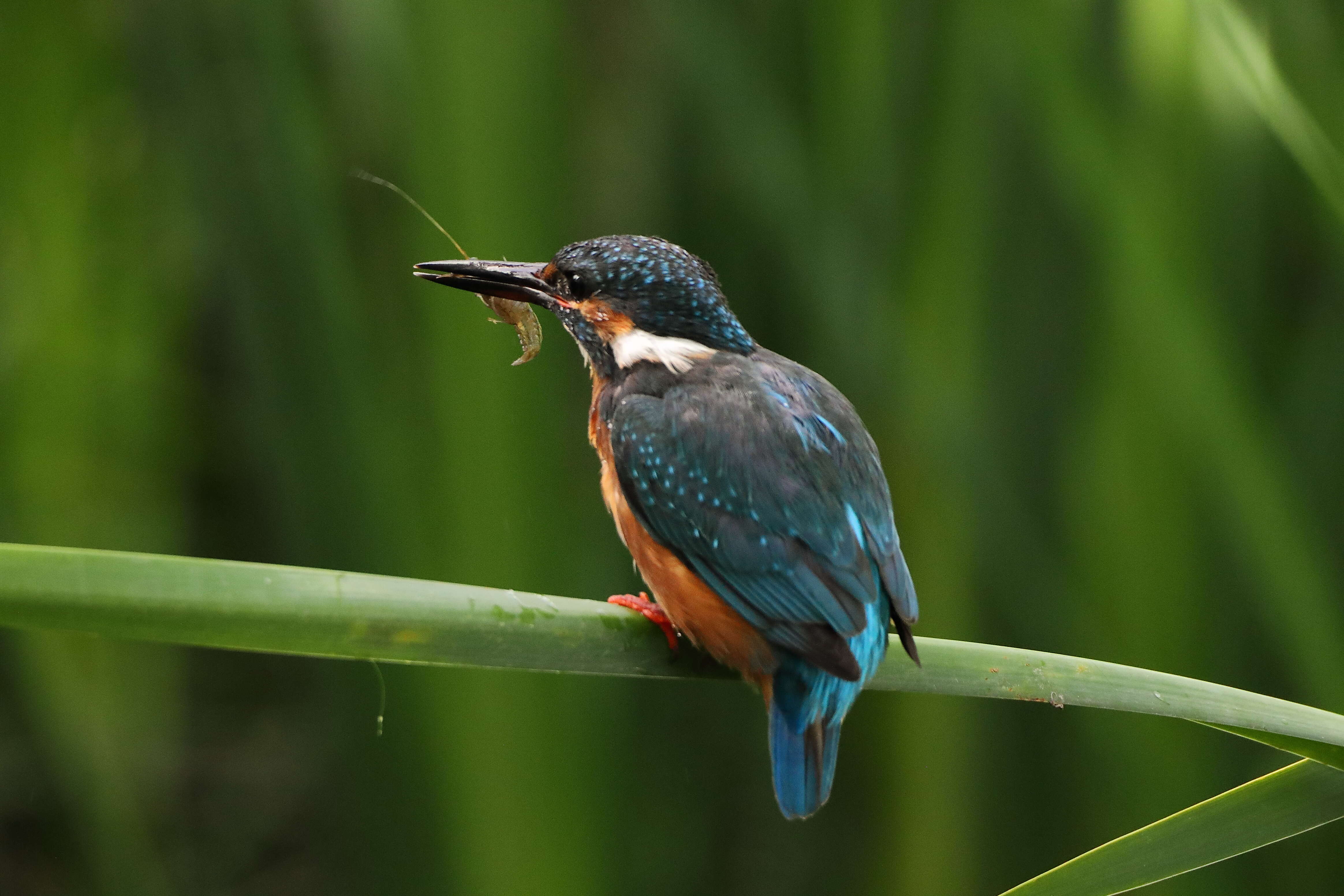 Image of Common Kingfisher