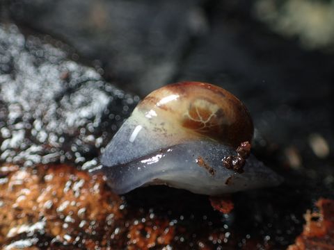 Image of Pyrenean glass snail