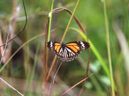 Image de Danaus (Anosia) melanippus Cramer 1777