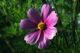 Image of garden cosmos