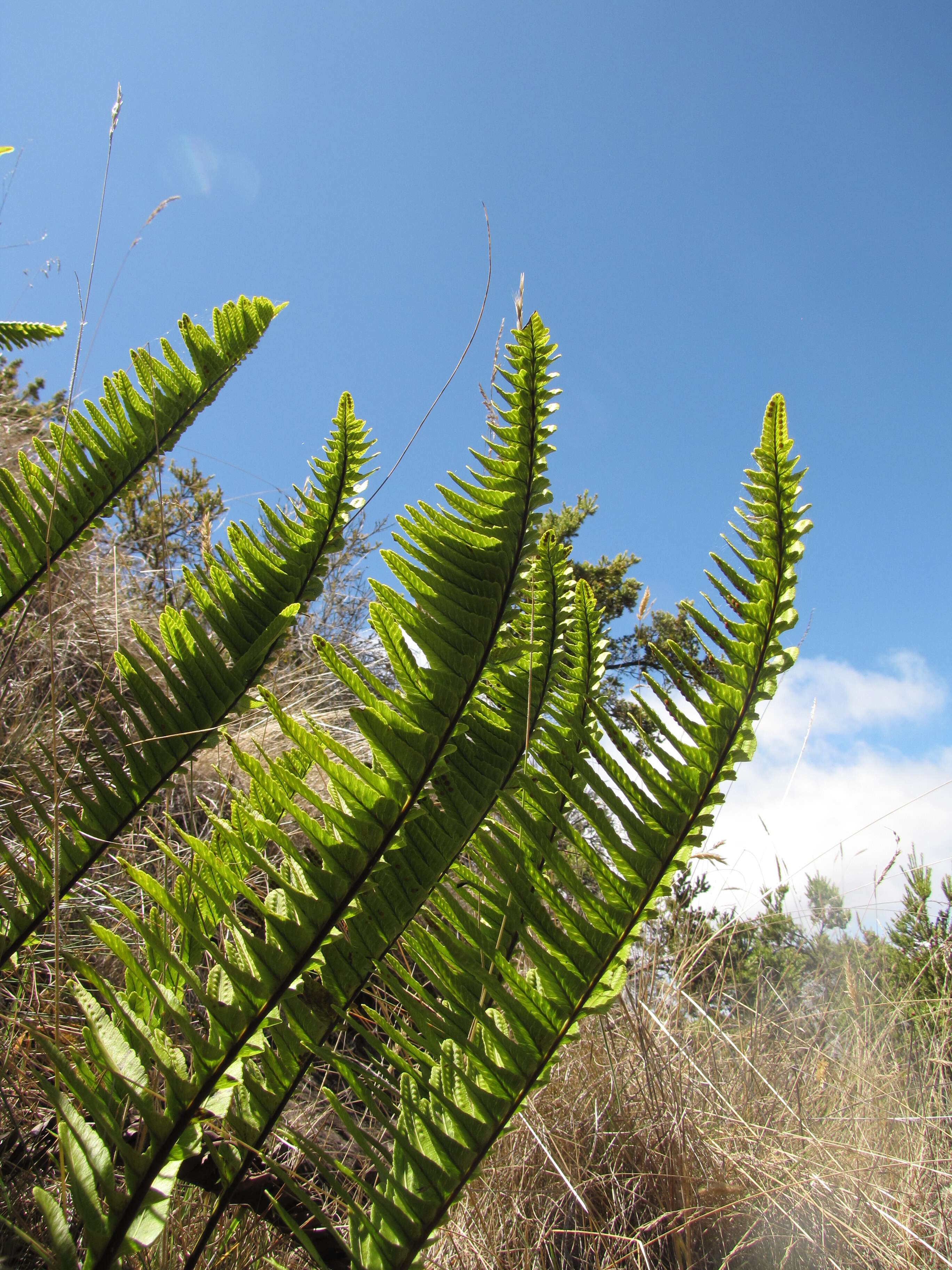 Plancia ëd Polypodium pellucidum Kaulf.