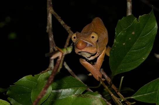 Image of Calumma ambreense (Ramanantsoa 1974)