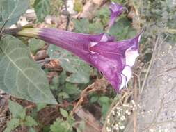 Image de Datura