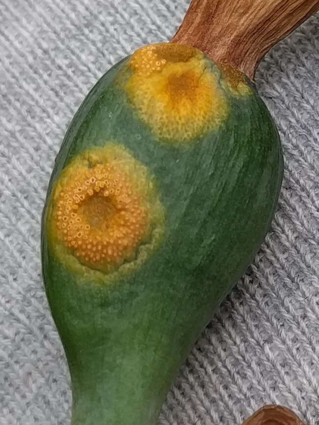 Imagem de Puccinia sessilis J. Schröt. 1870