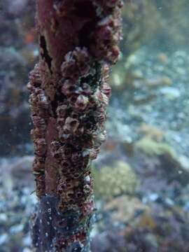 Image of Striped barnacle