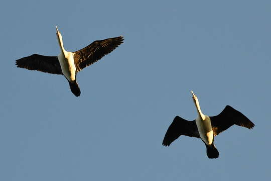 Image of Australian Pied Cormorant