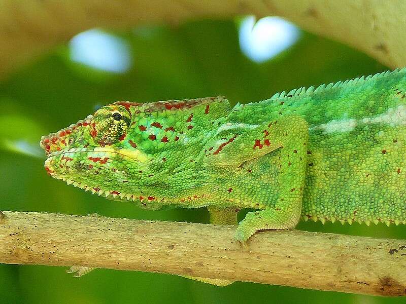 Image of Panther Chameleon