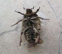 Image of Asian mango flower beetle