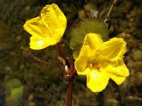 Image of yellow floatingheart