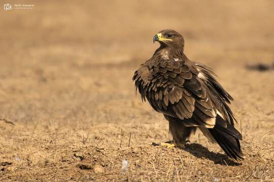 Image of Steppe Eagle