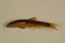 Image of Longnose Dace