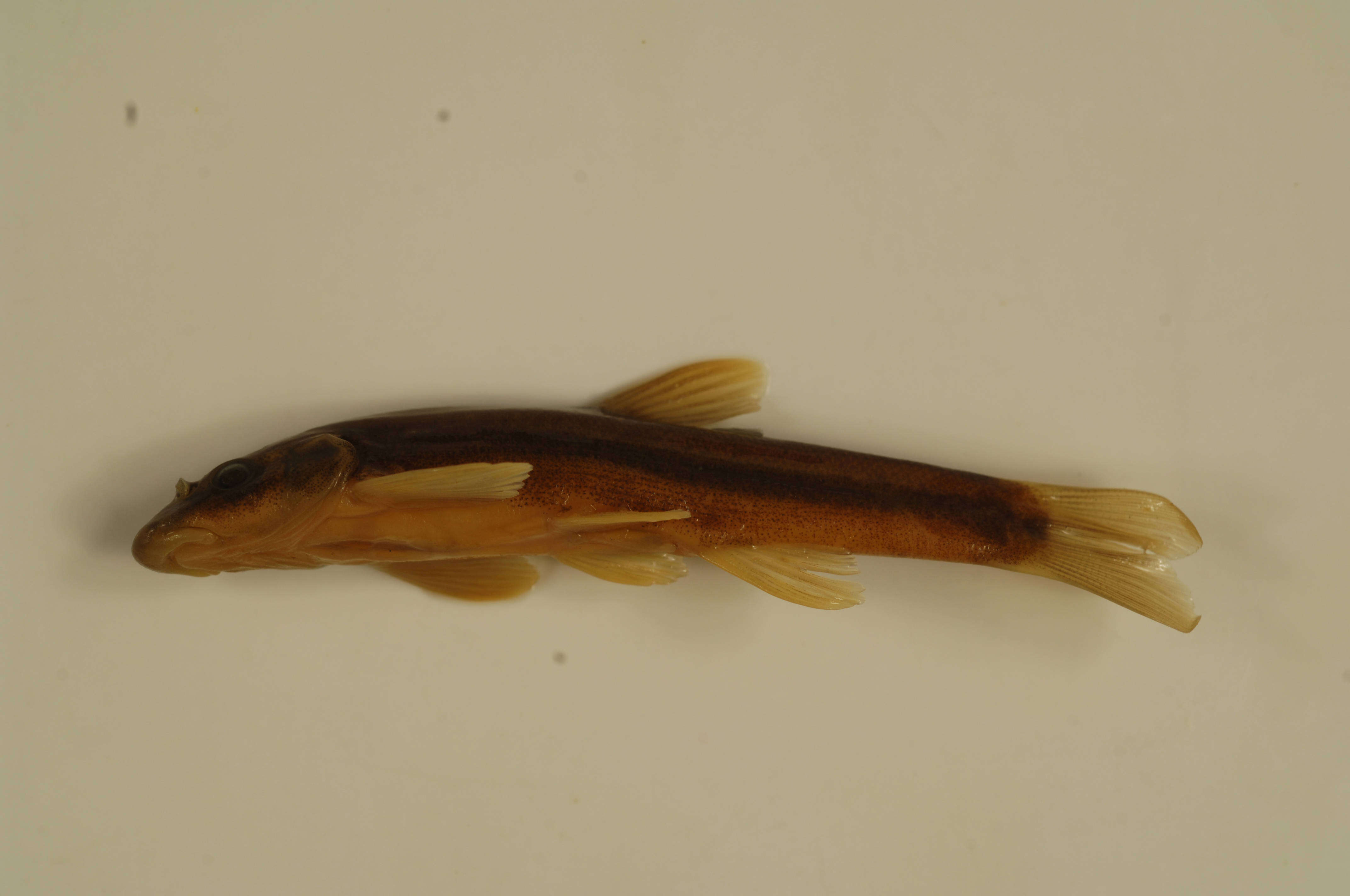 Image of Longnose Dace