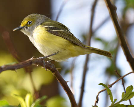 Слика од Vireo griseus (Boddaert 1783)