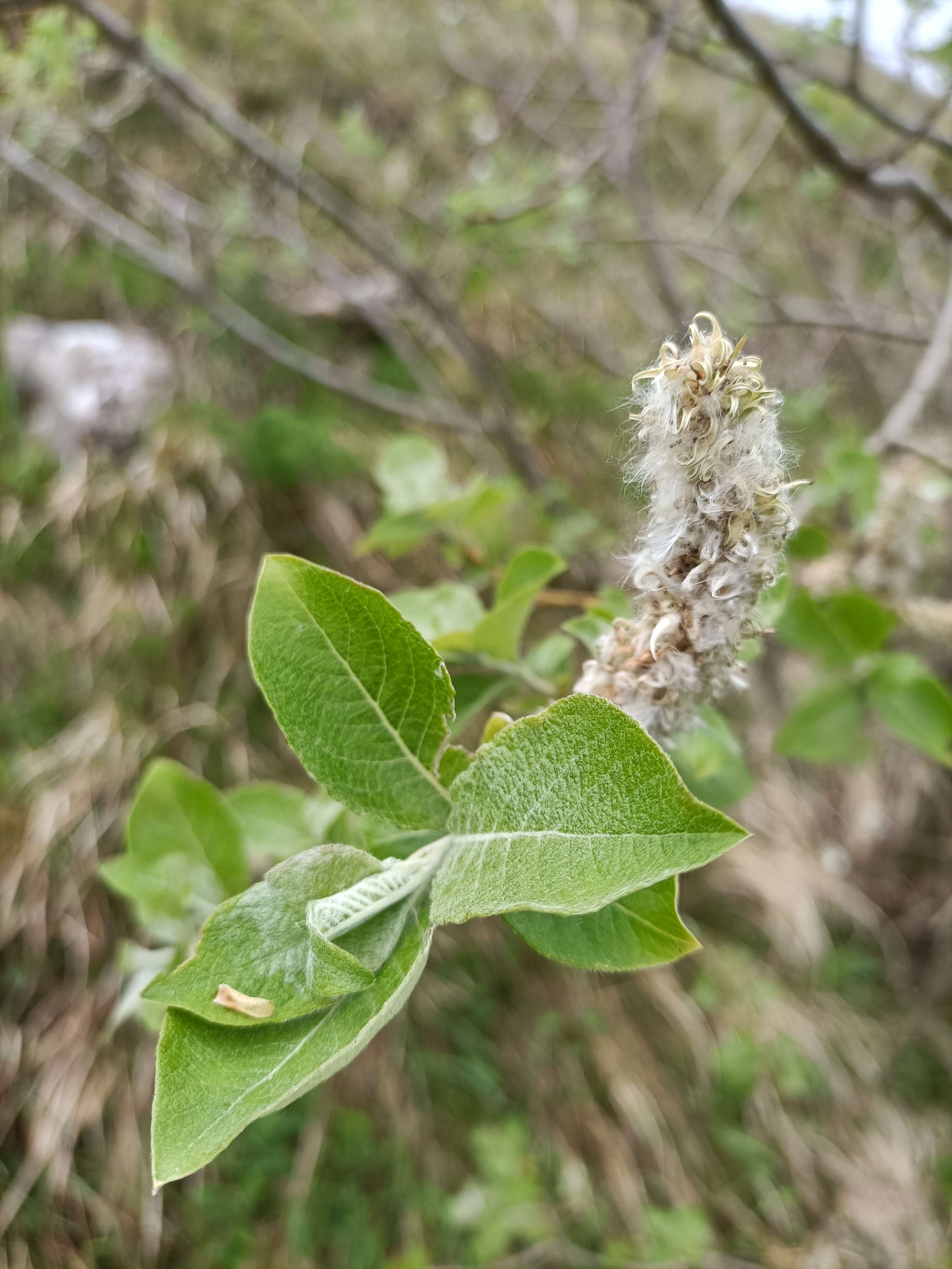 Imagem de Salix hastata L.