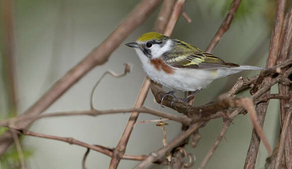 Image of Chestnut-sided Warbler