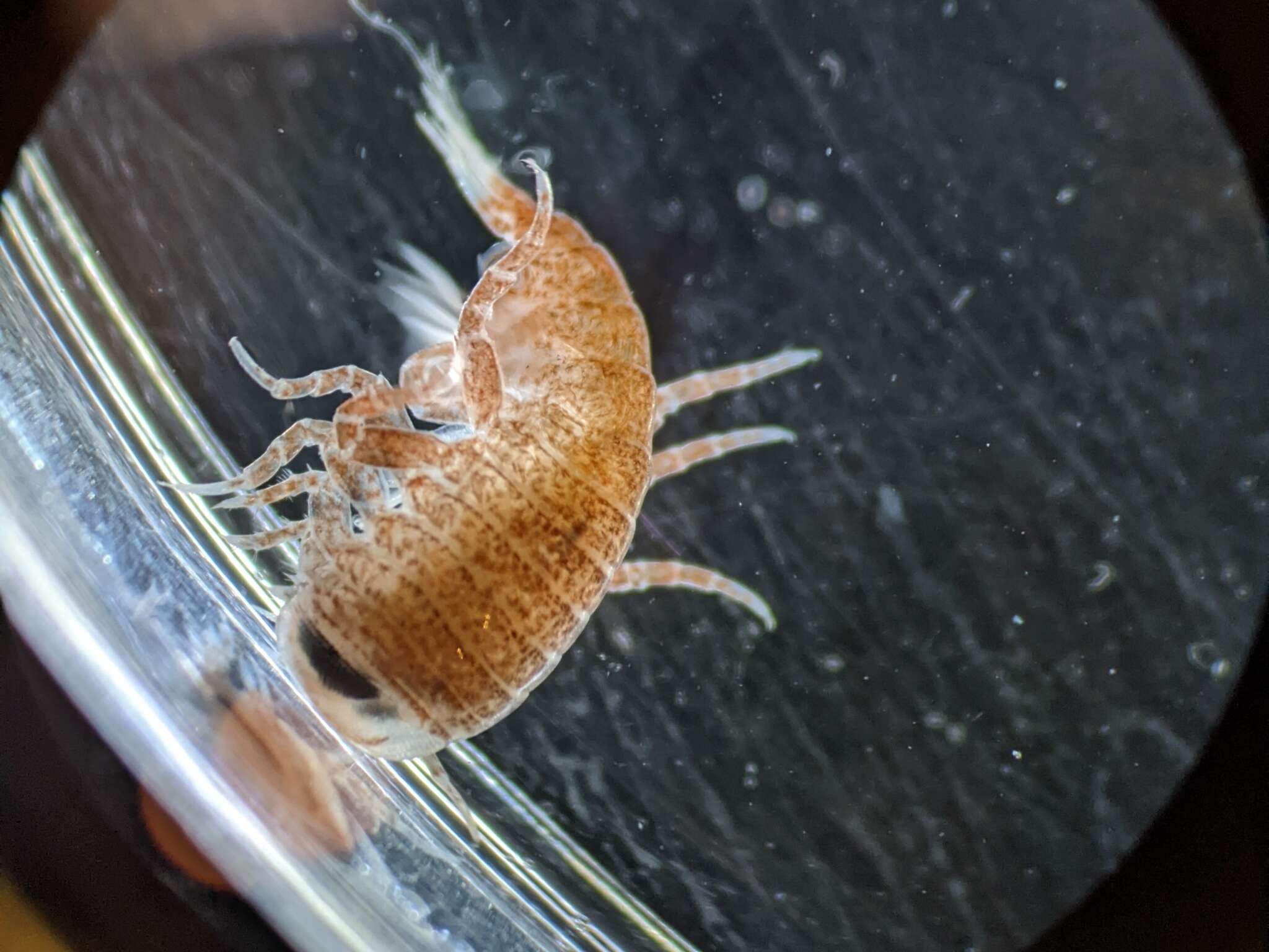 Image of jellyfish amphipods