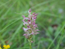 Image of Anacamptis fragrans