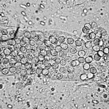 Image of Amoebidae