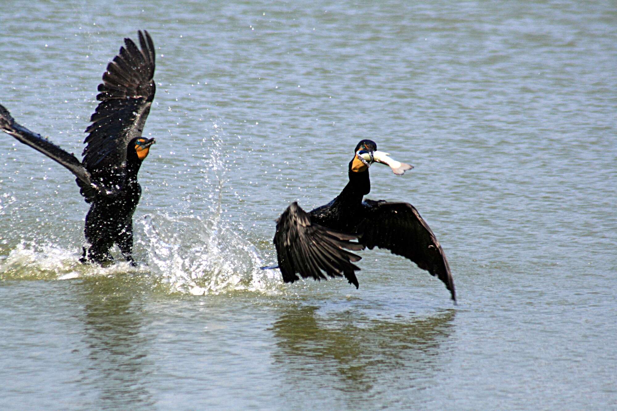 Image of Double-crested Cormorant