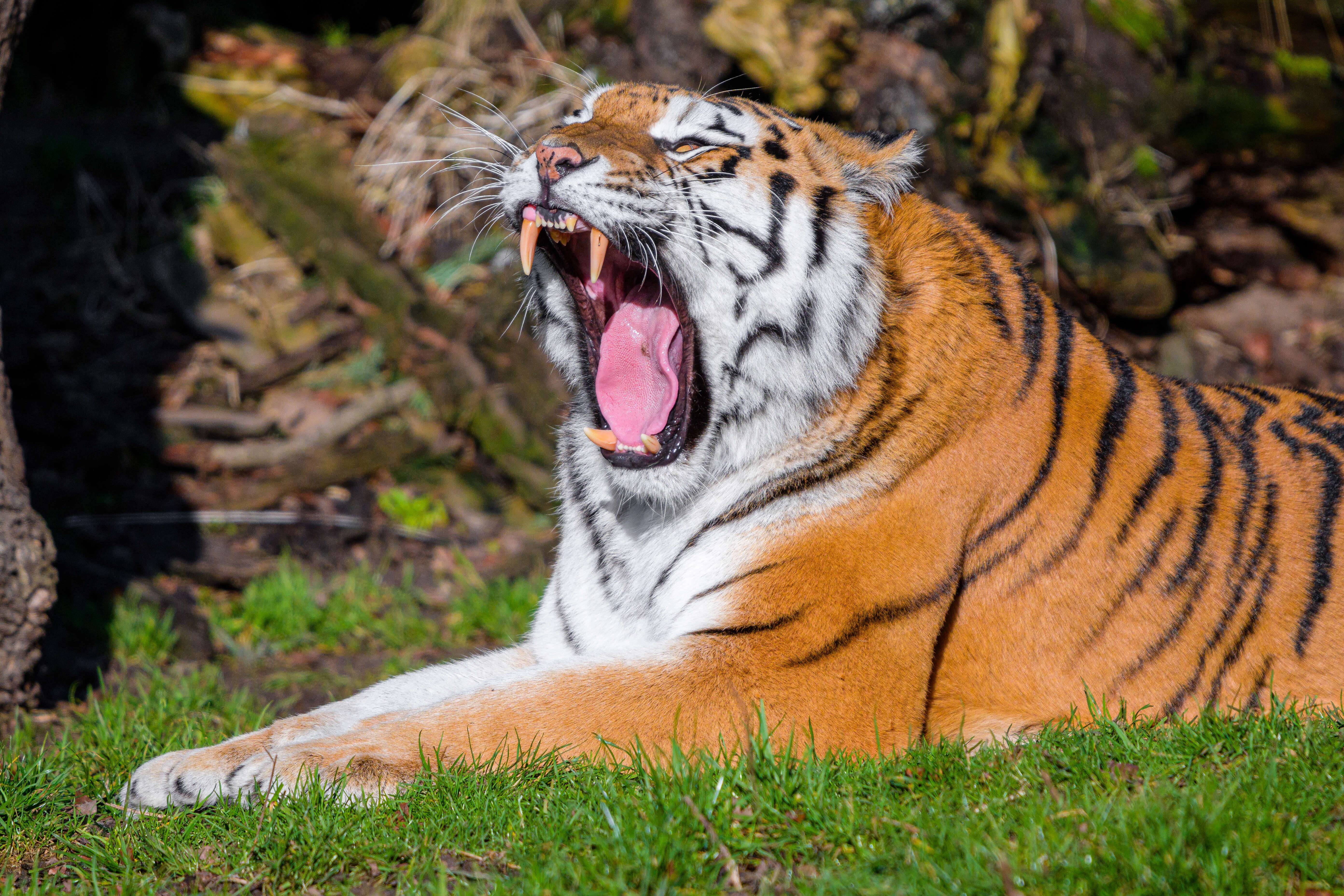 Imagem de Tigre-de-bengala