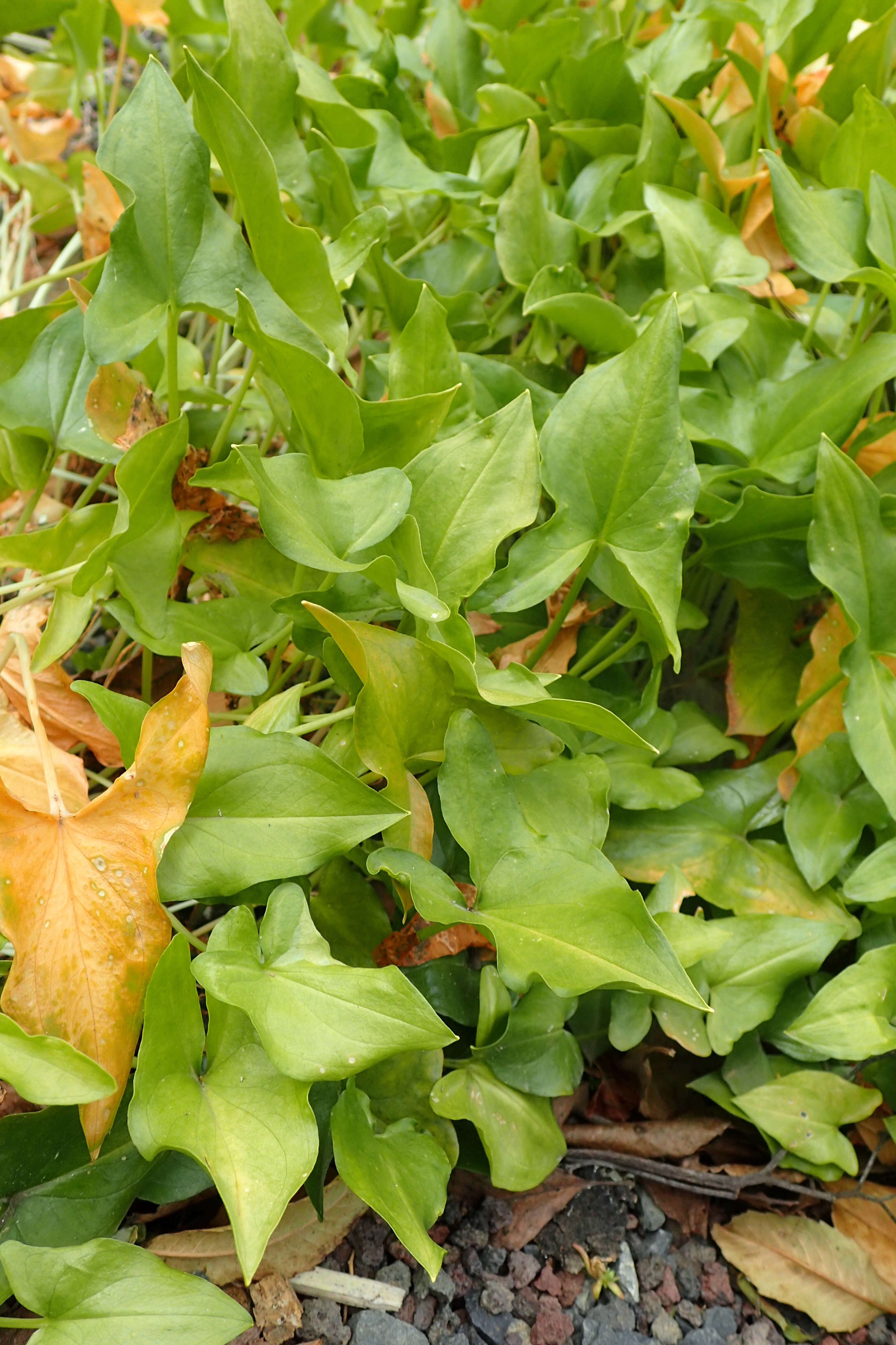 Image of Arisarum proboscideum (L.) Savi