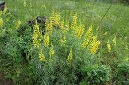 Image of Chick Lupine