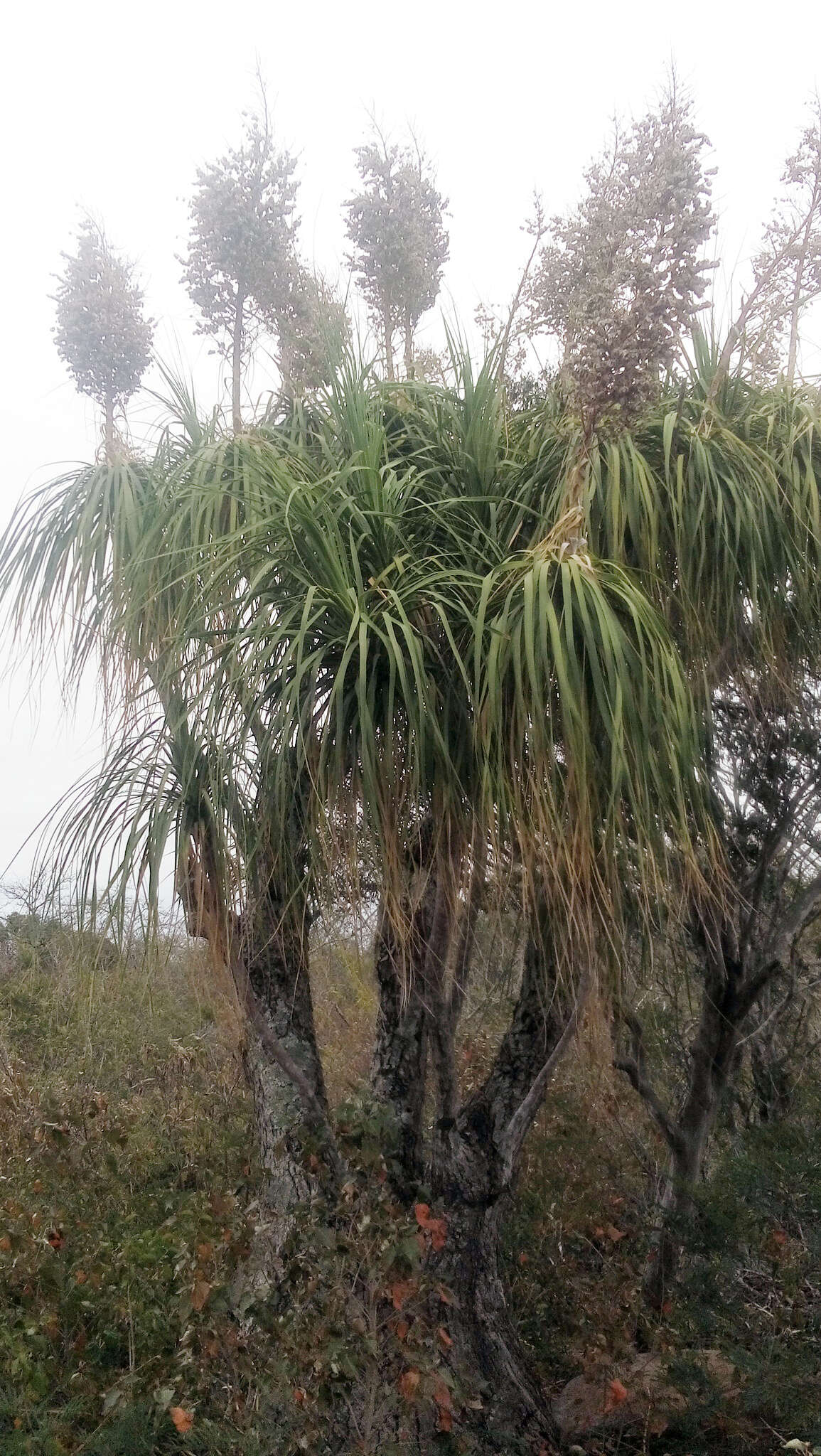 Imagem de Beaucarnea recurvata Lem.