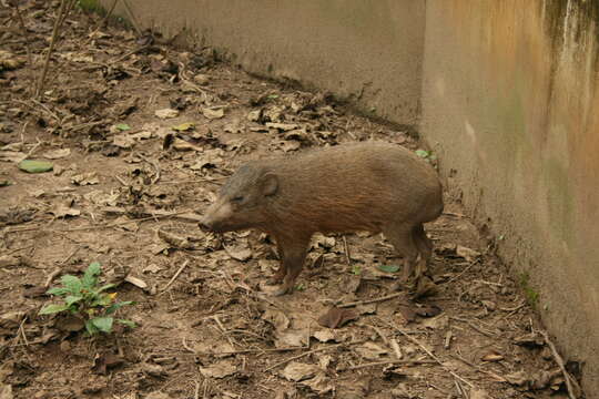 Image of pygmy hog