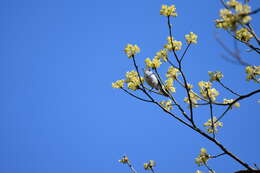 Image of gnatcatchers