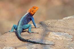 Image of Kirk's Rock Agama