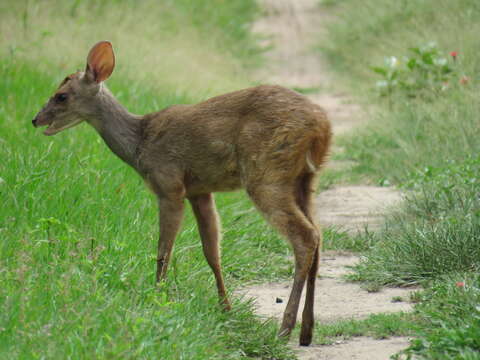 Imagem de Mazama gouazoubira (G. Fischer)