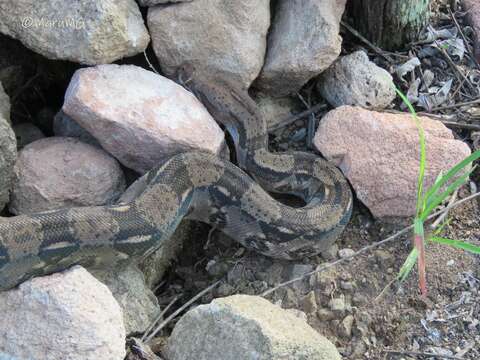 Image of Central American Boa