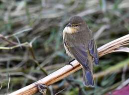 Image of Common Chiffchaff