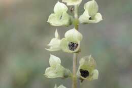 Слика од Teucrium scorodonia L.