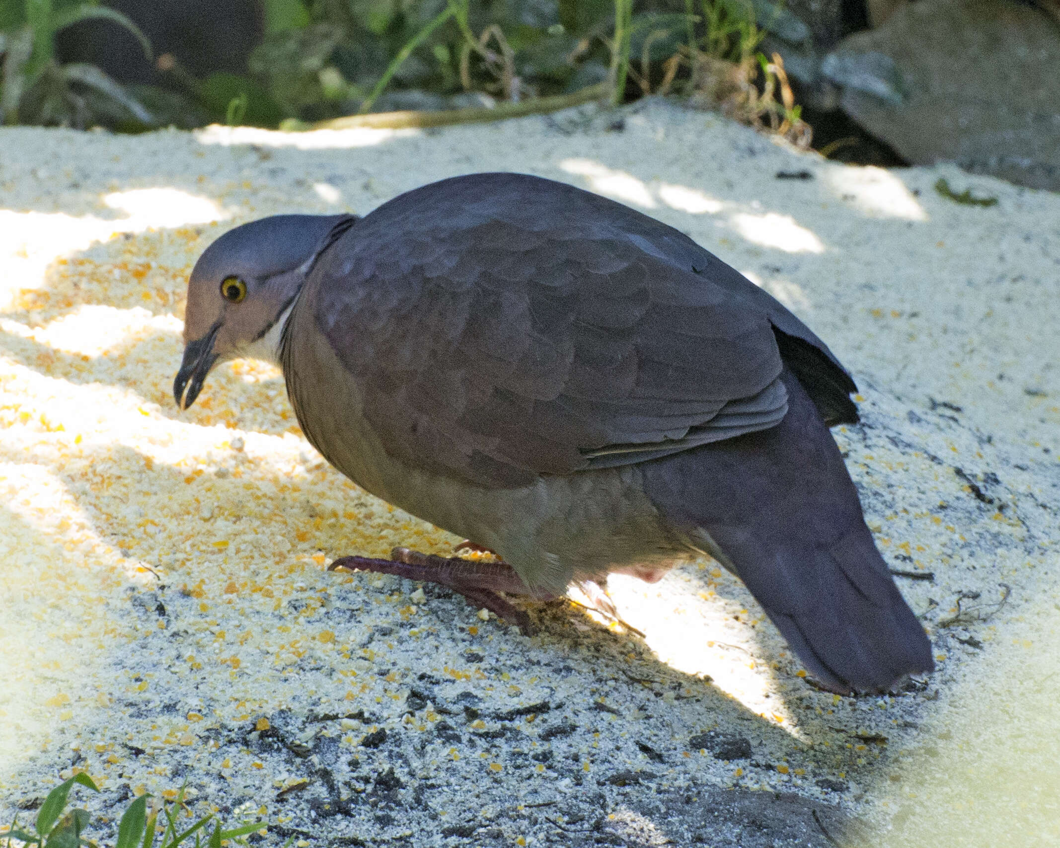 Image of White-throated Quail-Dove