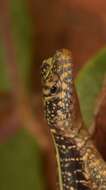 Image of Striped Lava Lizard