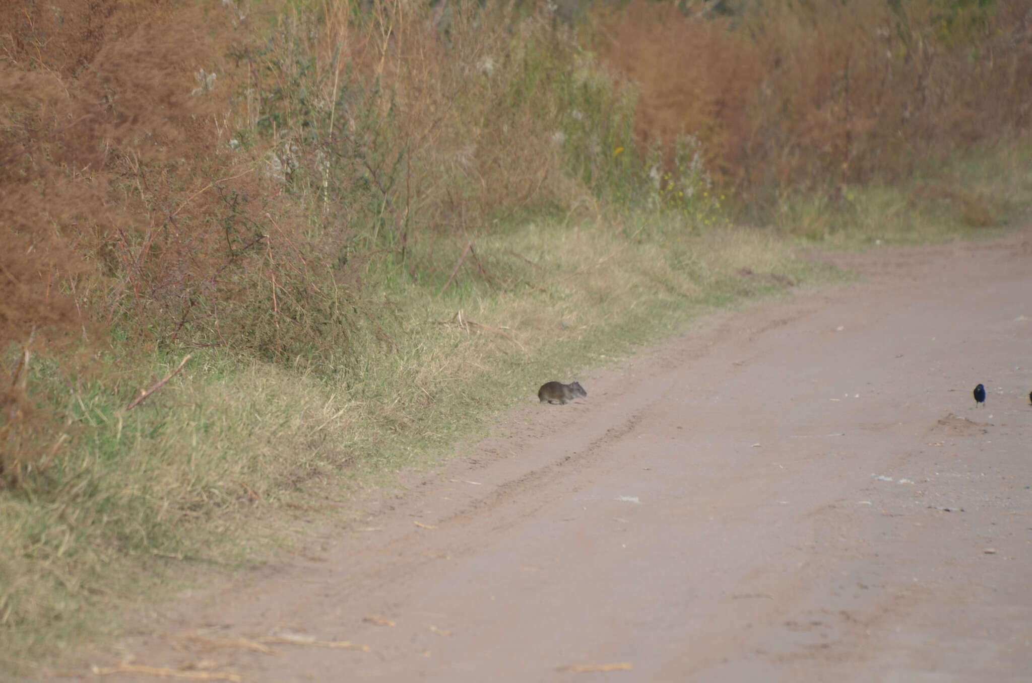 Image of Brazilian Guinea Pig