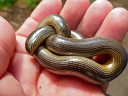 Image of Zambezi Blind Snake