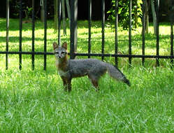 Image of Grey Foxes