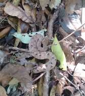Image of Hump-nosed pit viper